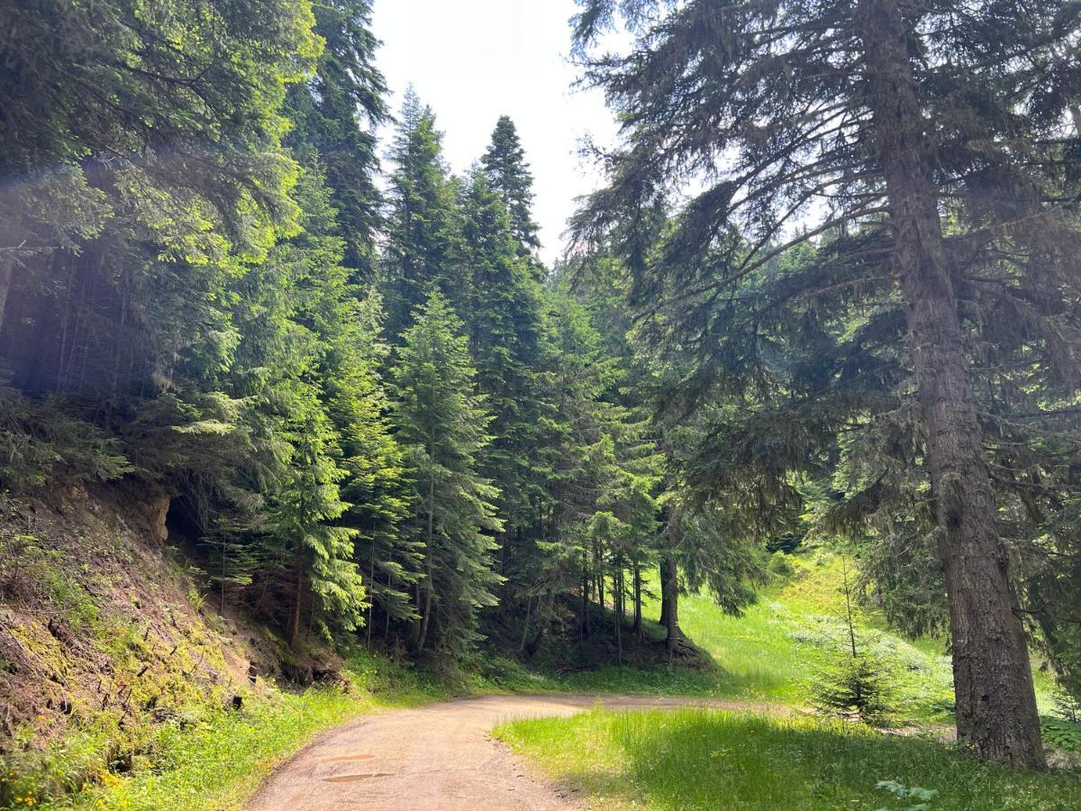 Arboro Flora Residence Studio Borovets Dış mekan fotoğraf